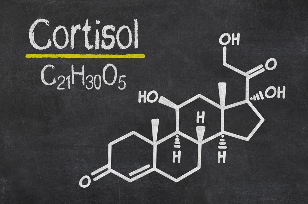 Cortisol: How if Affects Muscle Growth